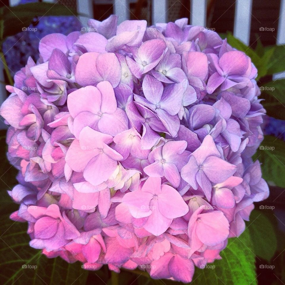 Hydrangea