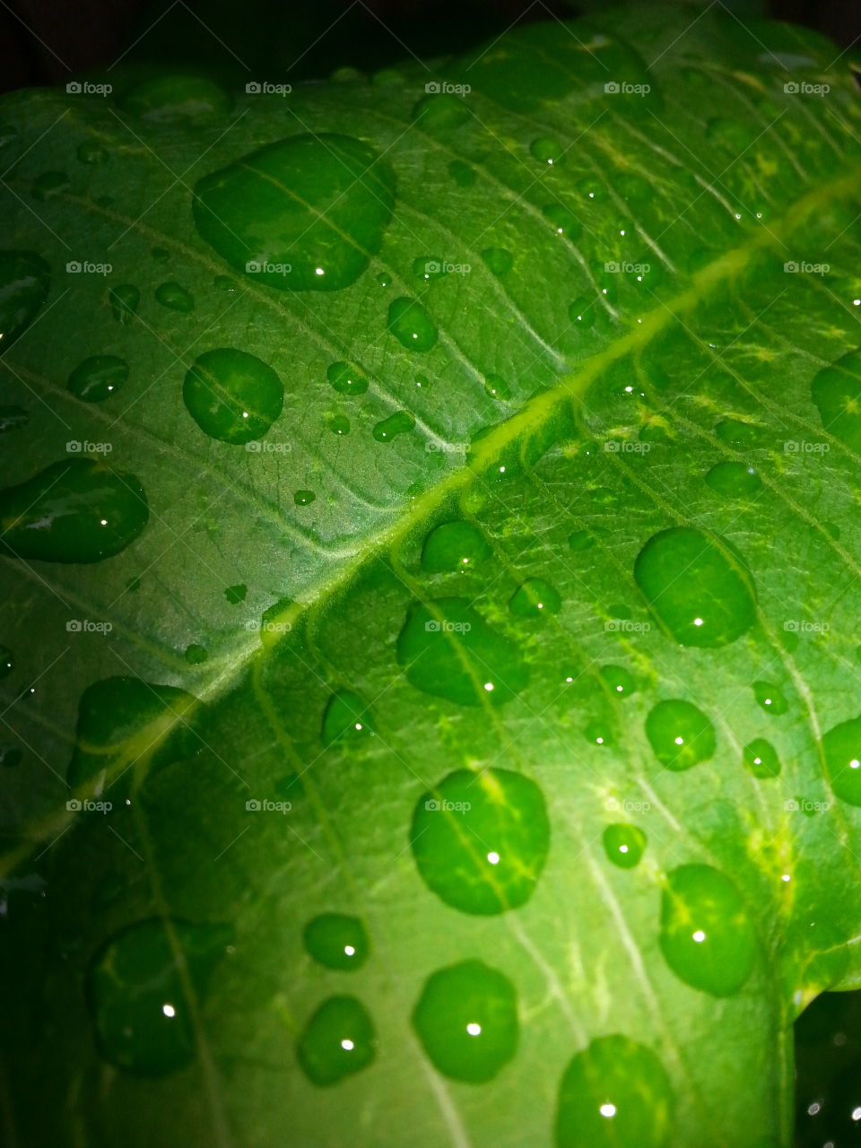 Leaf and Raindrops