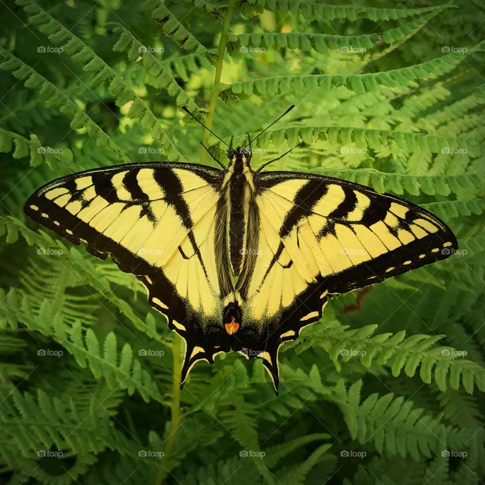 Male Tigerswallowtail
