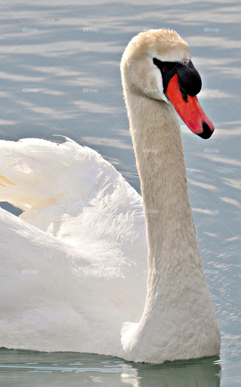 High angle view of swan