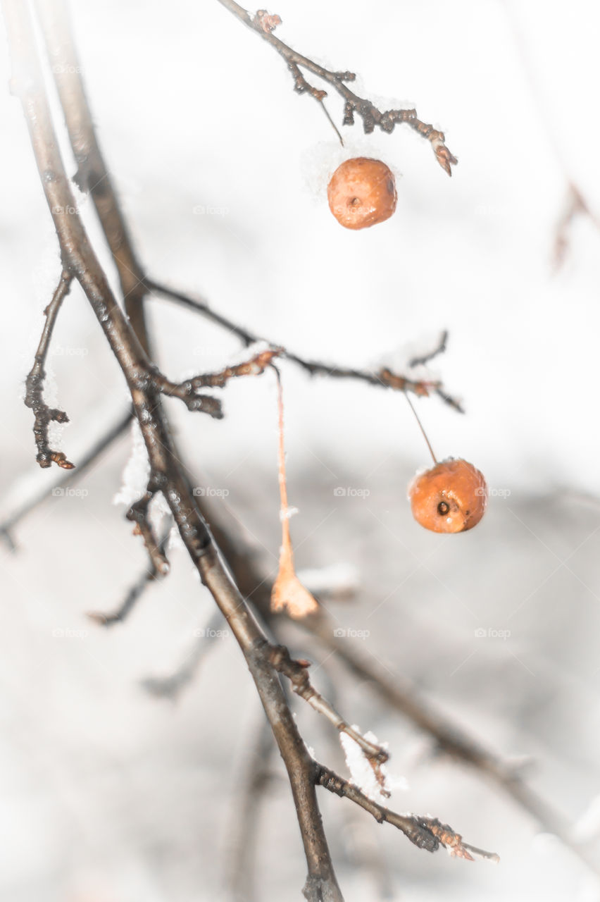 Dried up Crabapple hanging from tree in winter covered in snow
