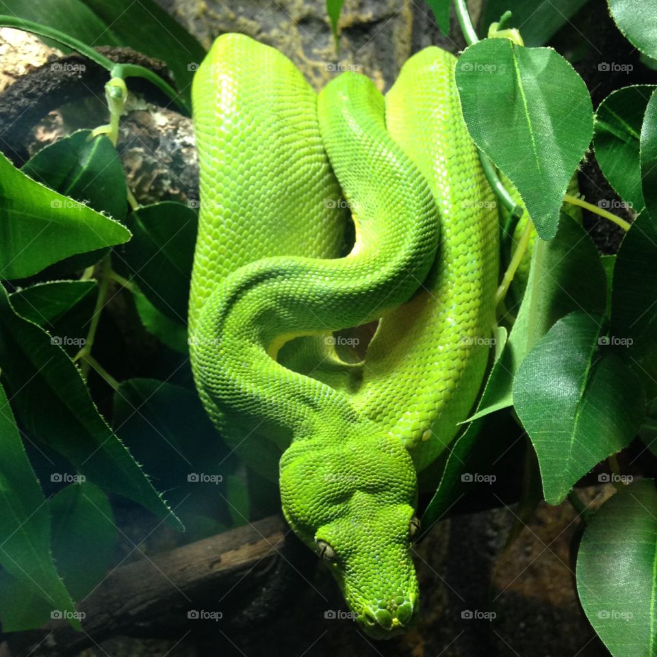Green boa