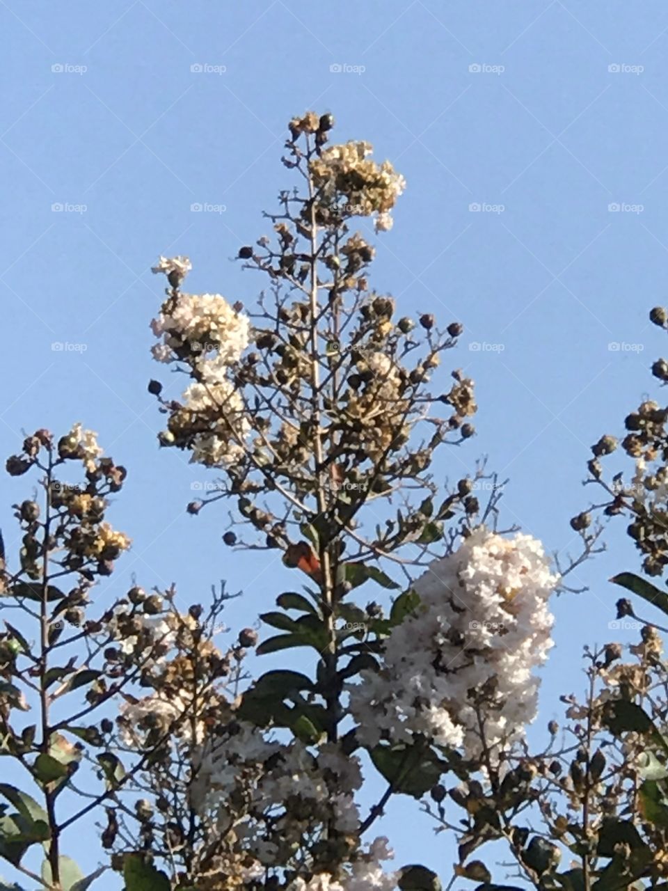 White Crepe Myrtle 
