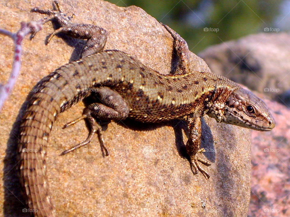 Sand lizard has sunbathing