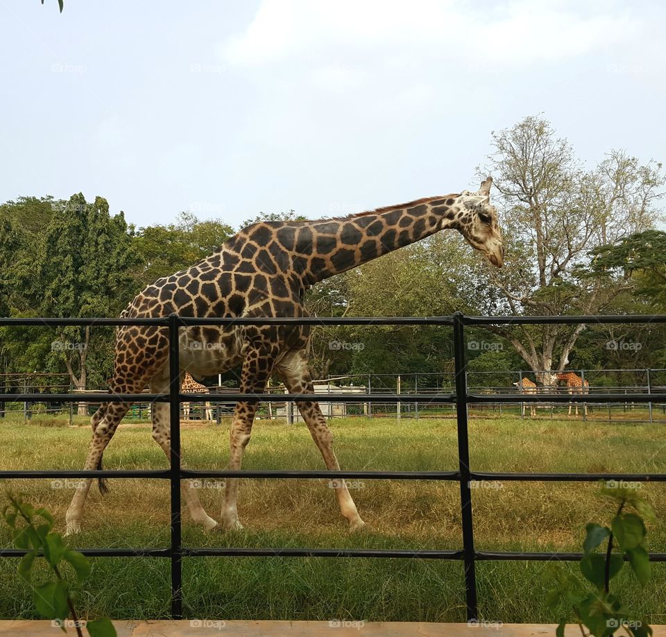 giraffe