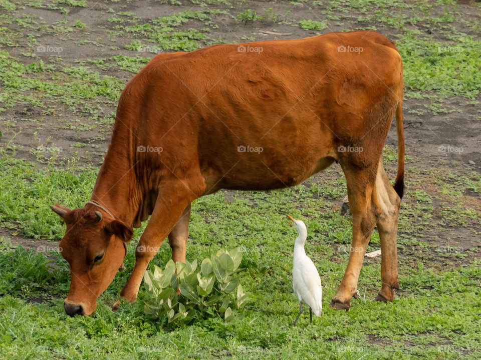 Two friends from different genera