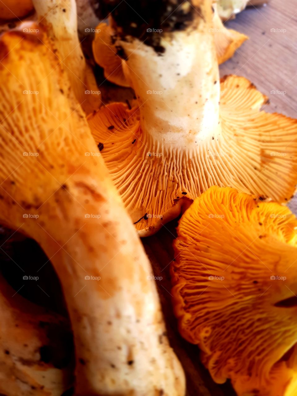 chantarelle - lisičarka