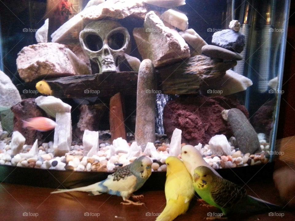 parakeets & cichlids