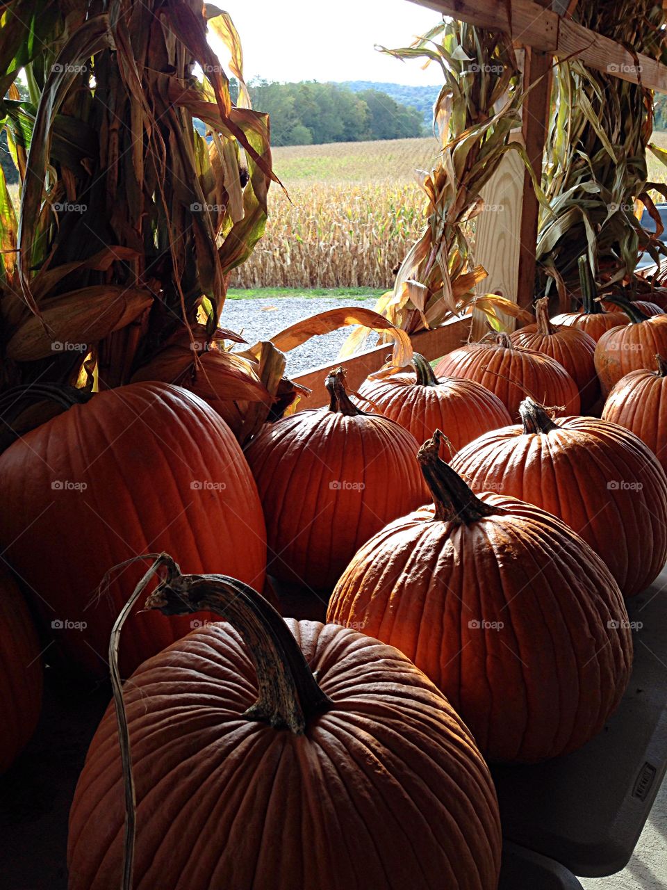 Pumpkins forsale. Pumpkins for sale next to cornfield