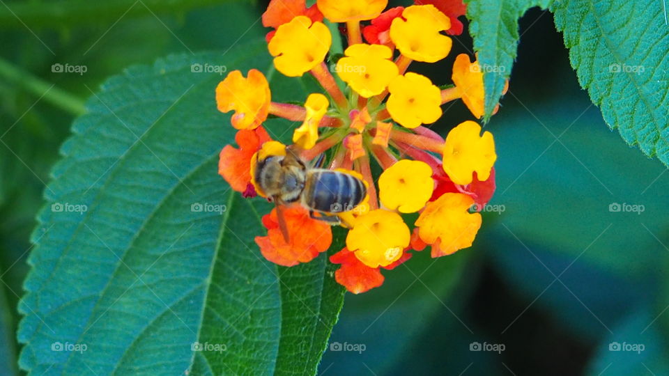 Bee