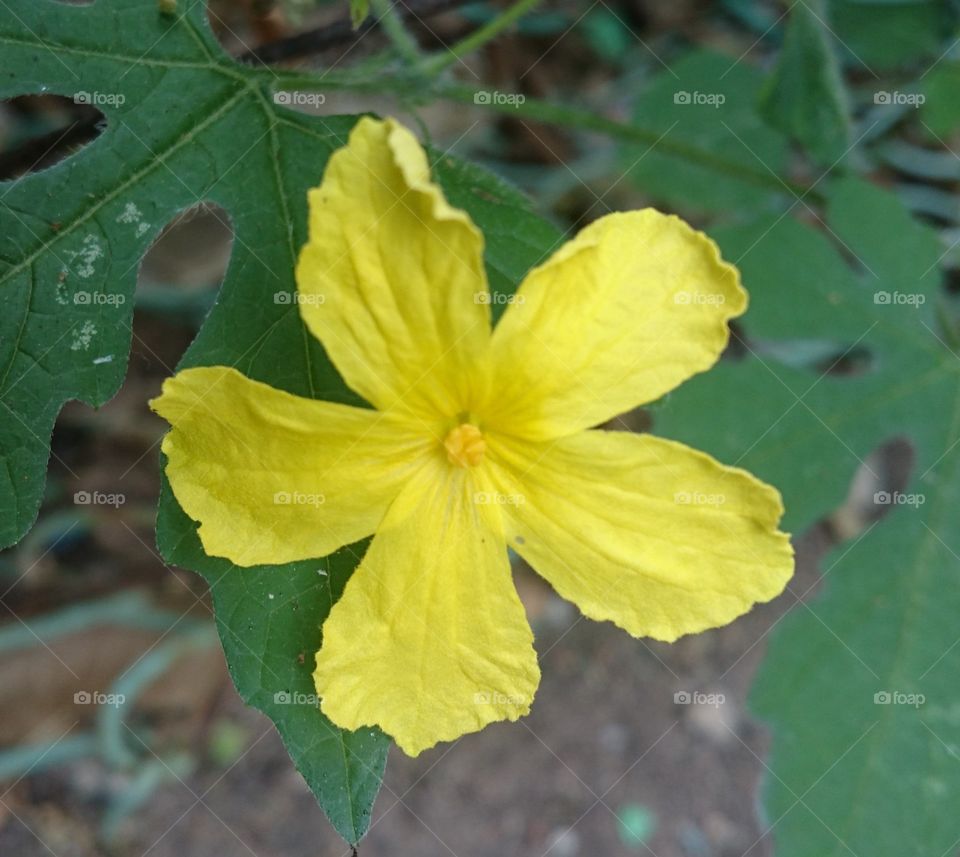 India Puducherry bitter guard flower