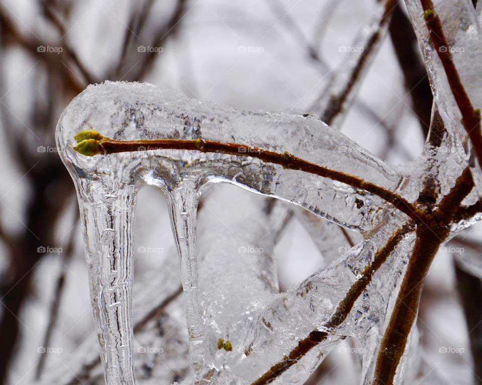 Icee, Frost, No Person, Winter, Snow