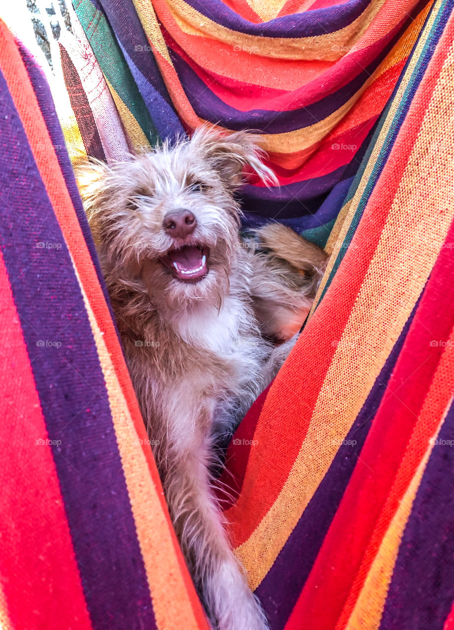 The puppy has got herself all caught up in a colourful hammock