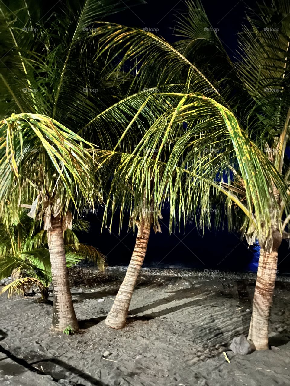 Palm trees on a Caribbean beach night view