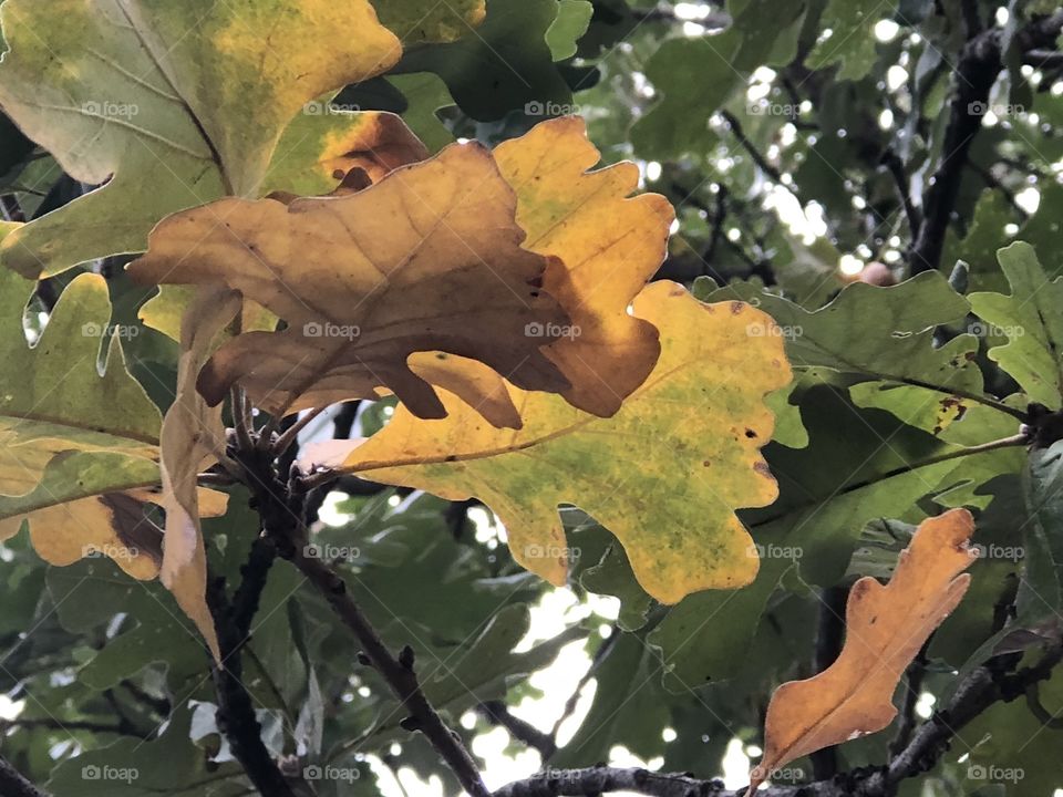 Acorn tree changing leaves