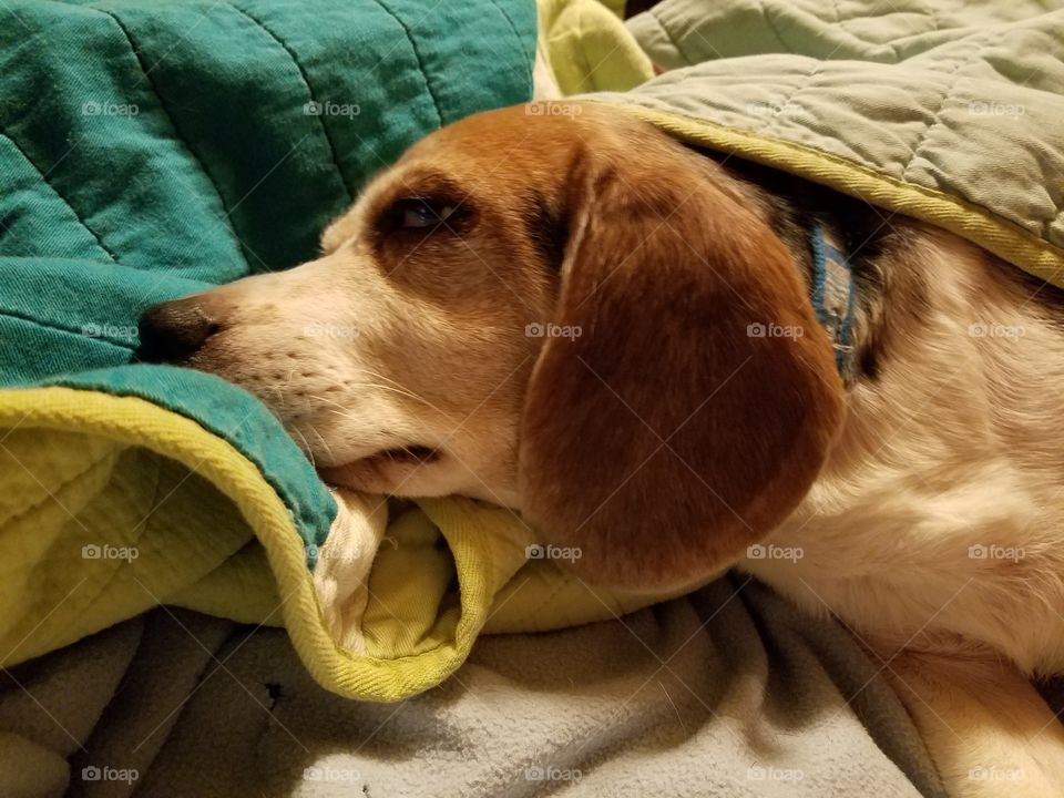 beagle sally