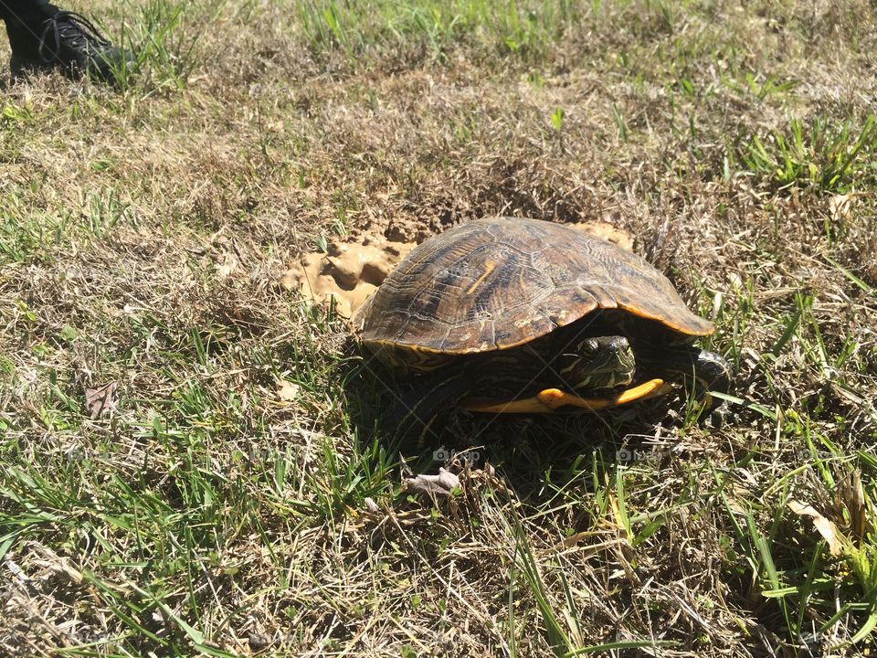 Red Eared Slider Turtle Nesting