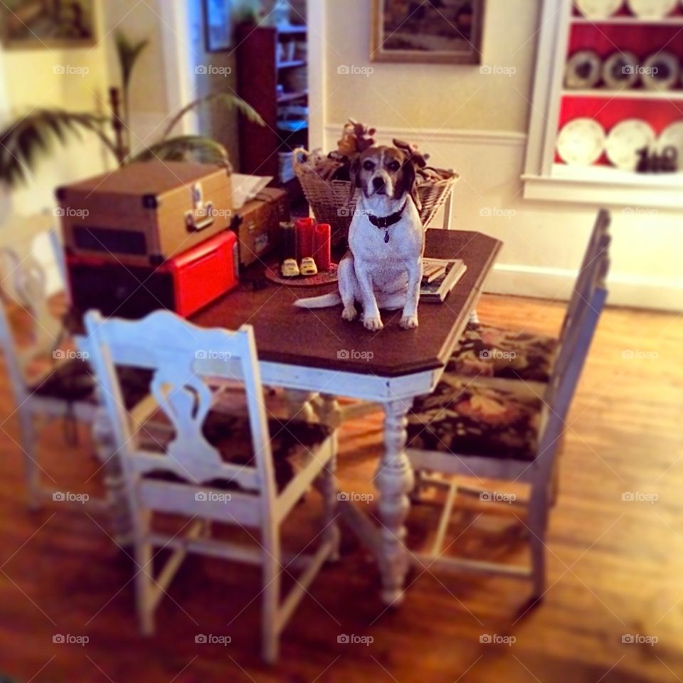 Doggie on table