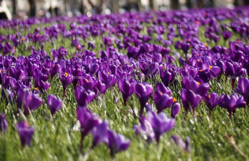 Violet crocuses