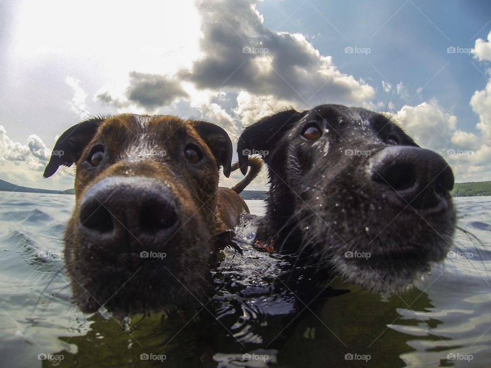 Close-up of two dog swimming in water