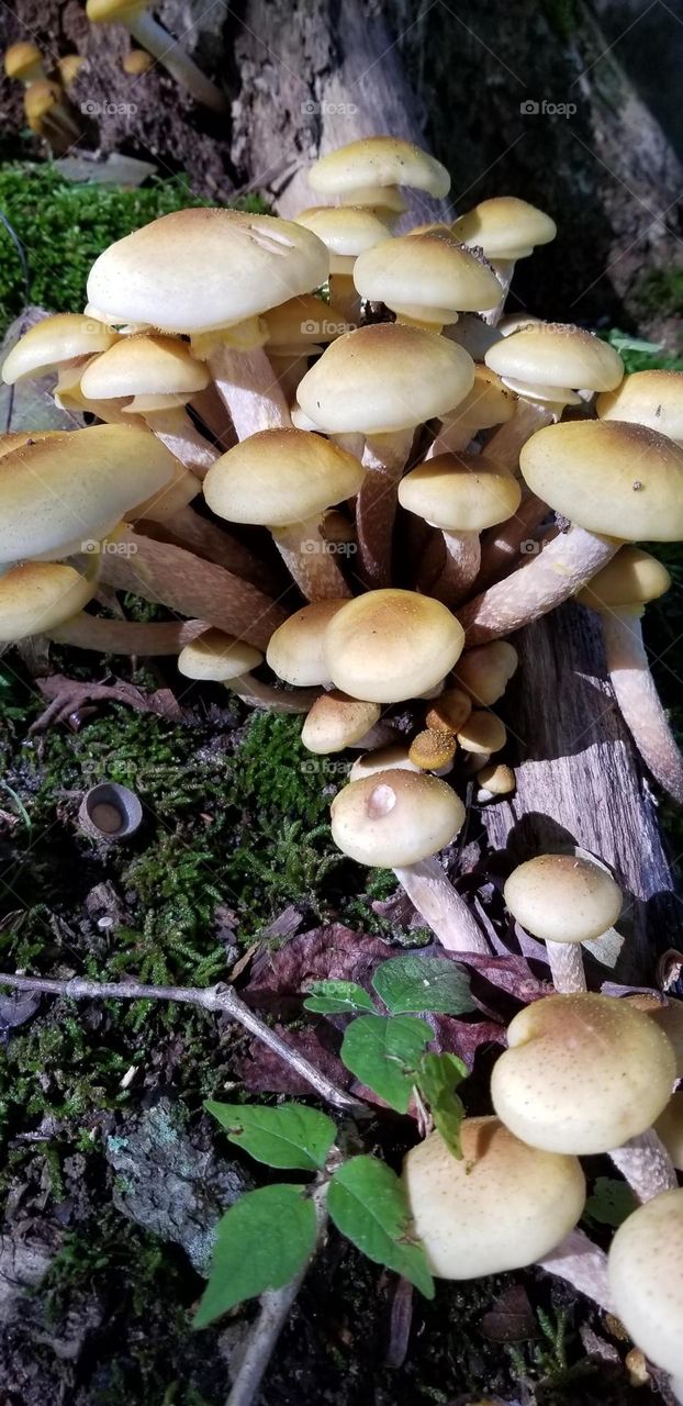 cluster mushrooms