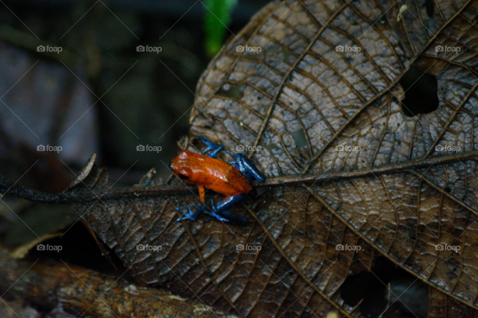 Leaf frog