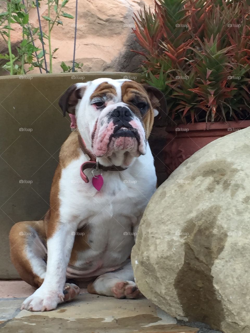 Dog, Mammal, Animal, Cute, No Person