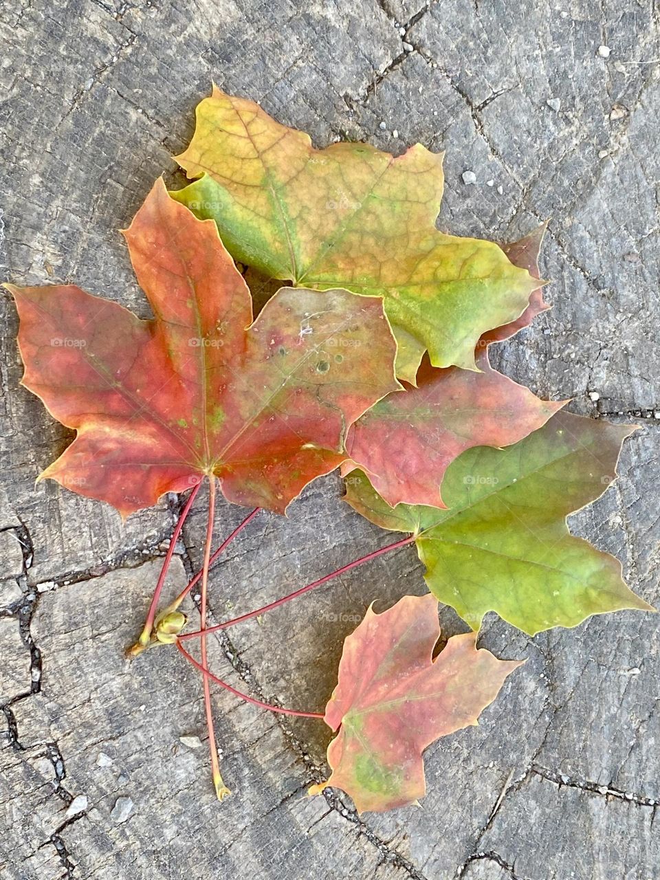 Colourful autumn leaves 