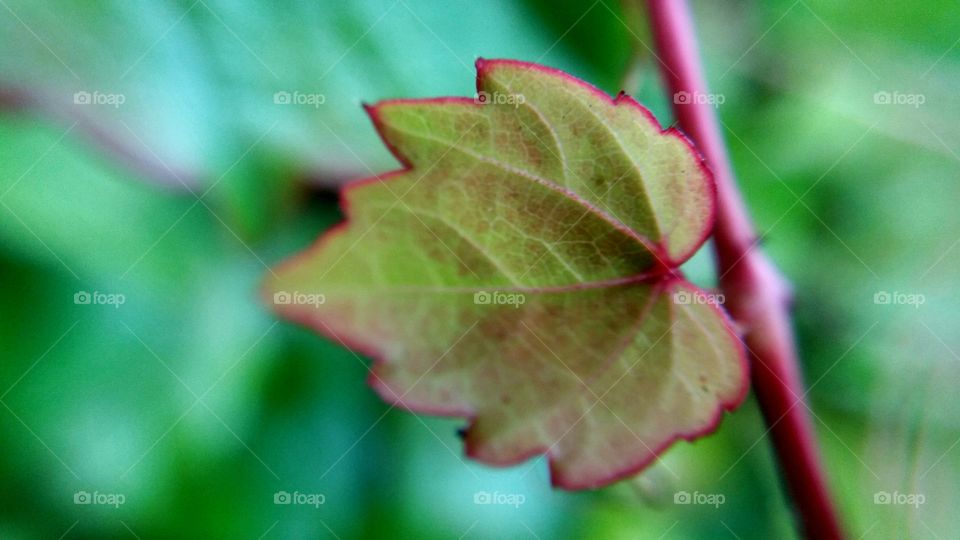 tiny colourful fall leaf