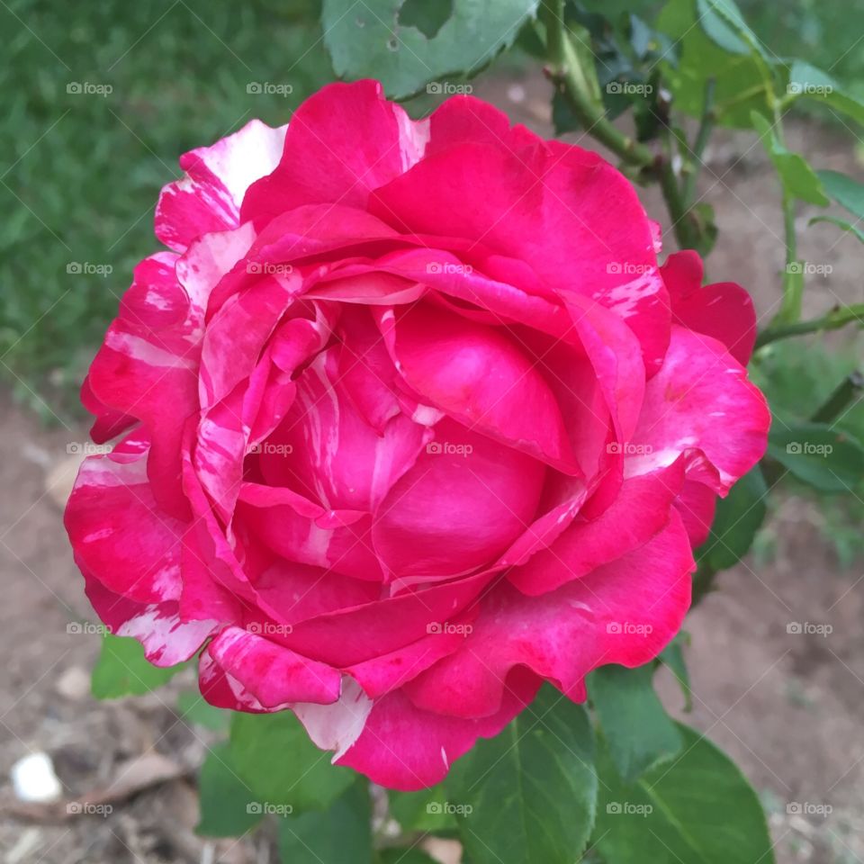 🌺Fim de #cooper!
Suado, cansado e feliz, curtindo a beleza das #flores do #jardim. Hoje, com a #rosa mesclada. 
🏁
#corrida
#running
#flowers
#CorujãoDaMadrugada
#alvorada
#flor