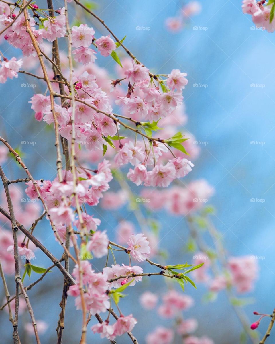 Springtime blooms