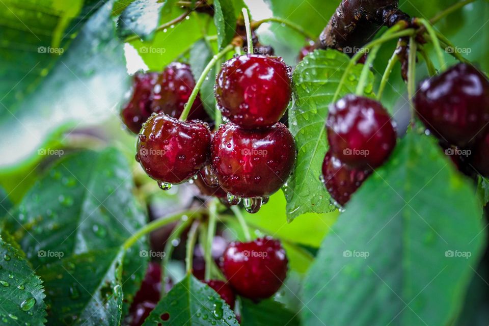 Wet ripe cherries on a tree