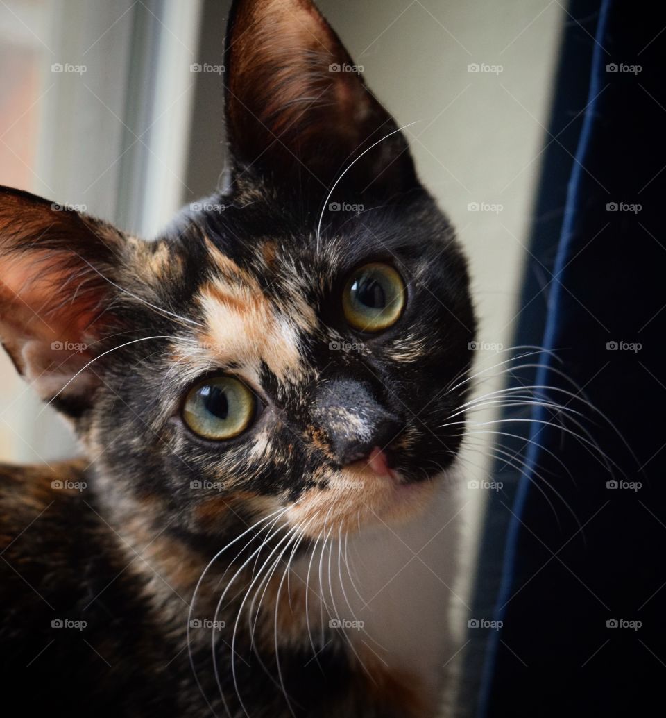 My name is Itty Bit! I was rescued from the flood waters of Hurricane Harvey back in August 2017. I’m a goofy girl, and absolutely love to get my picture taken! My favorite place to sit is in this window, (it brings the color in my eyes out!)