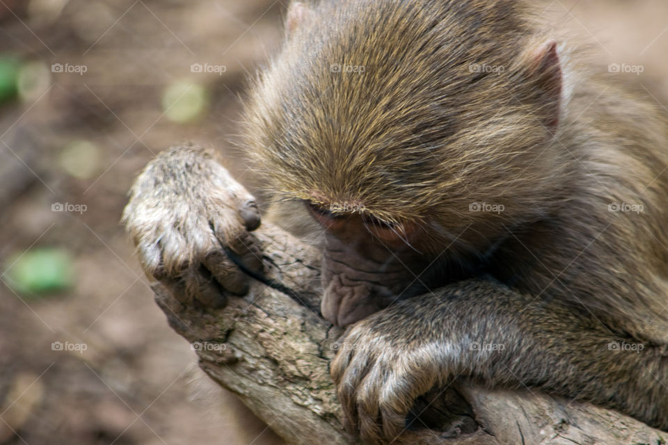 baby baboon gnawing on a tree trunk