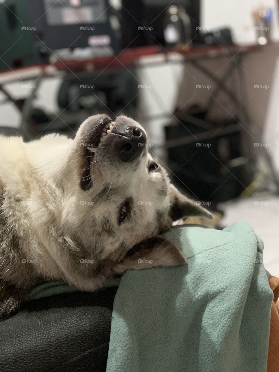 Dog making funny face lying down