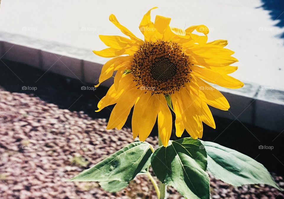 A vibrant and colorful sunflower. 