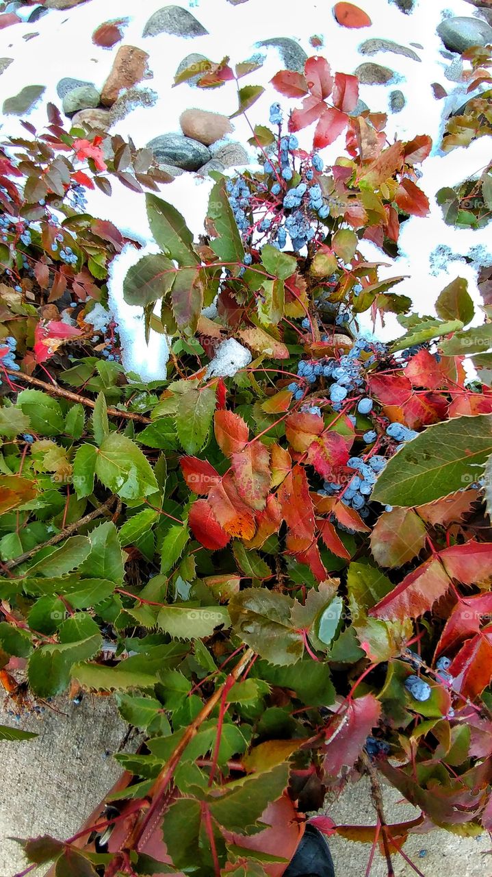 January's winter garden