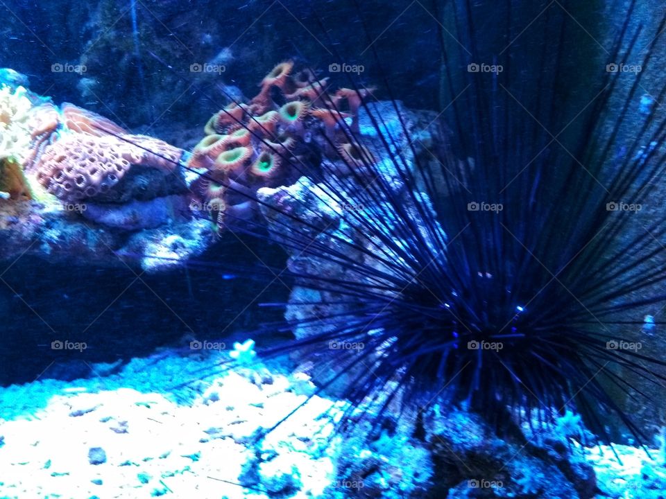 Echinoidea, coral reef, deep blue see, underwater, wildlife, desktop, wallpaper