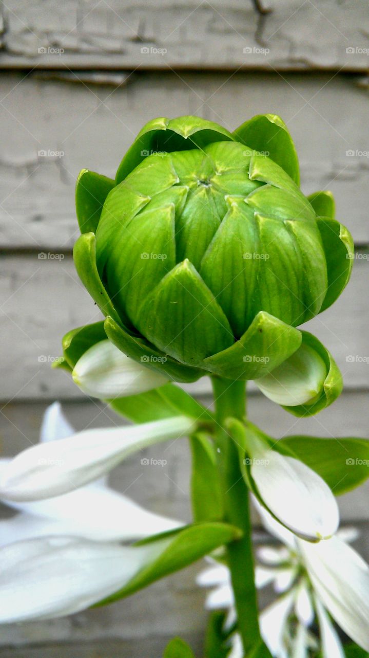 Hostas hue.