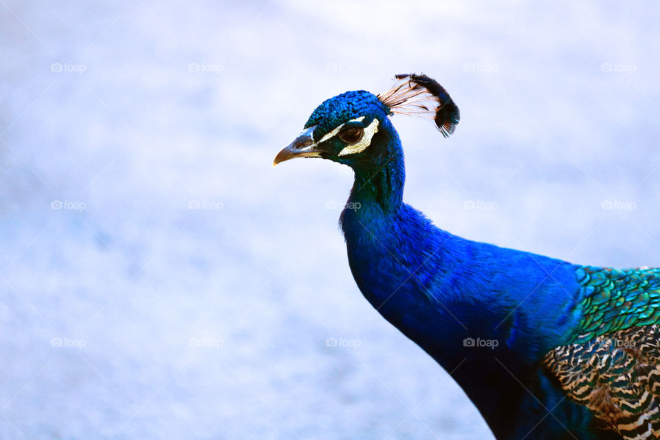 Peacock 