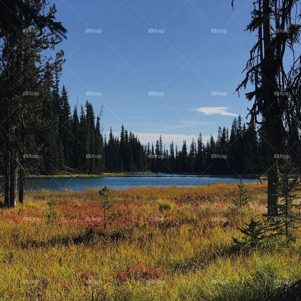 The Deschutes River flows through the forest out of Blue Hole near its headwaters with a meadow filled with fall colors in the foreground on a beautiful fall day. 