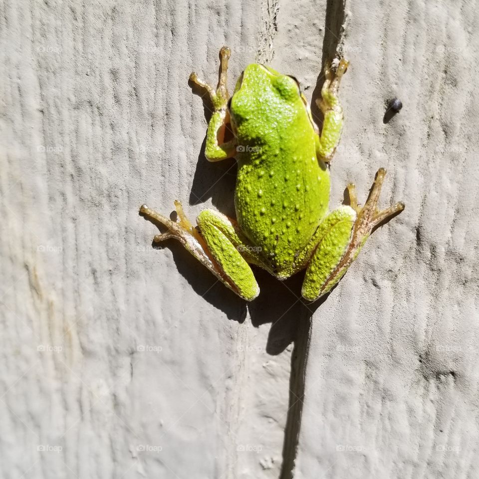 wall frog