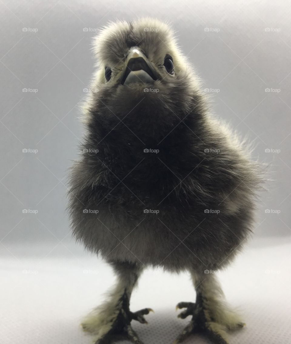 A little week old silkie chick. Beautiful and fluffy. Standing with beak open. Grey and white.
