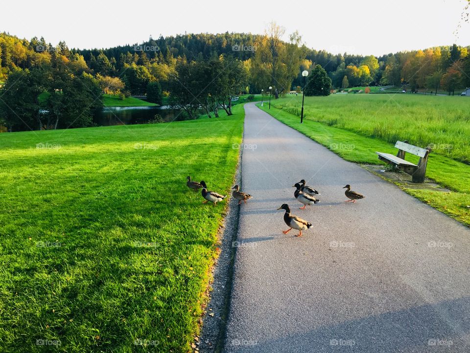 Hey kvacks - Hey kvacks-  we pass the road as ducks! The mallards are on their way to the pond at Kvastekulla Griftegard - a cemetary in Partille 