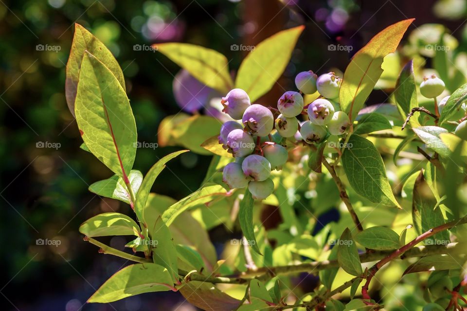 Bushes with purple berries ripening in the spring 