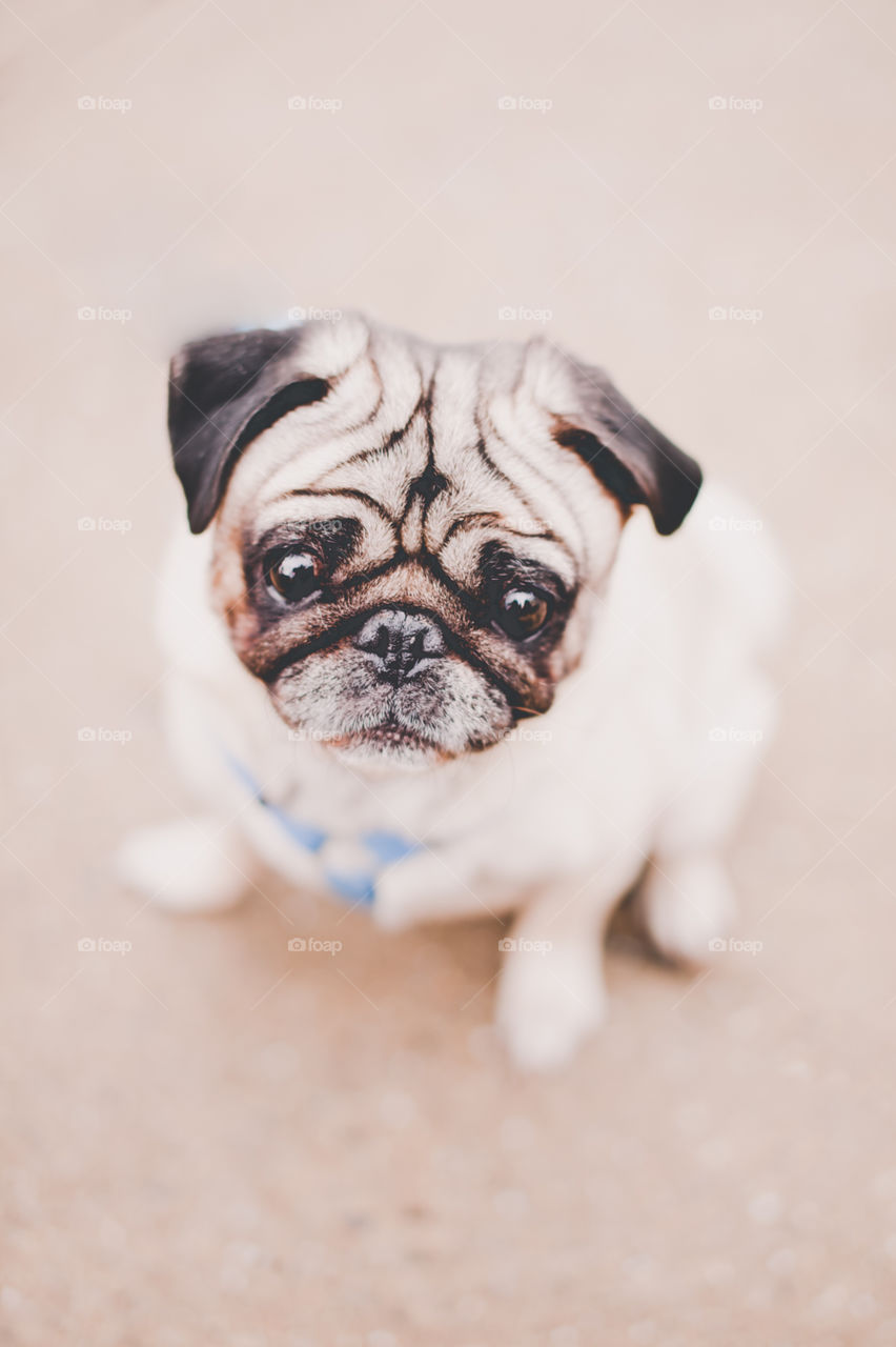 Sad Pug. Sad looking pug puppy