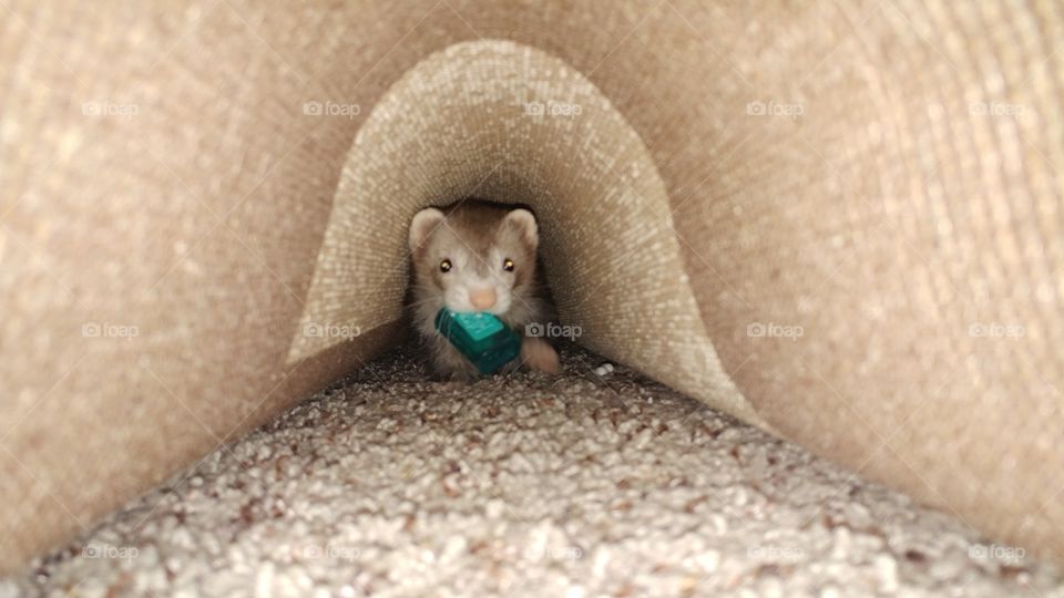 Tunneling through her favorite tunnel, looking for a place to hide her new found toy...tic tacs
