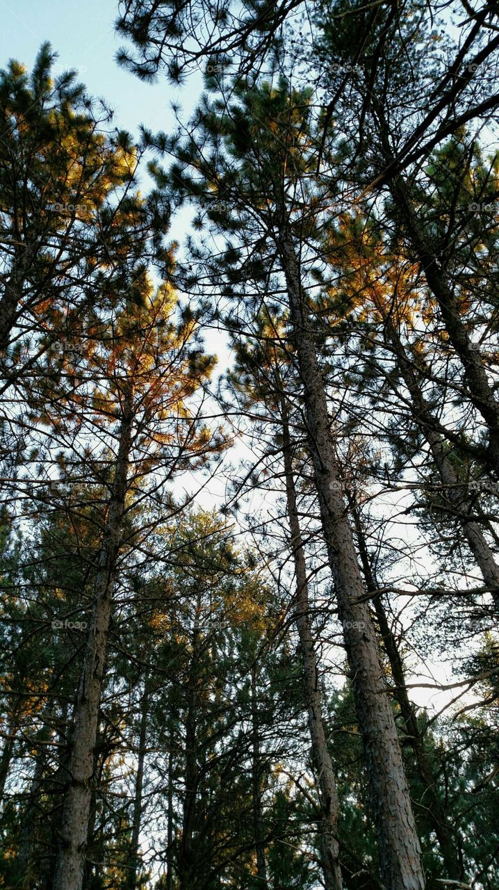 Looking up from towering trees