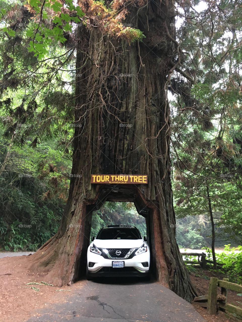 Car through the huge tree. National Park.