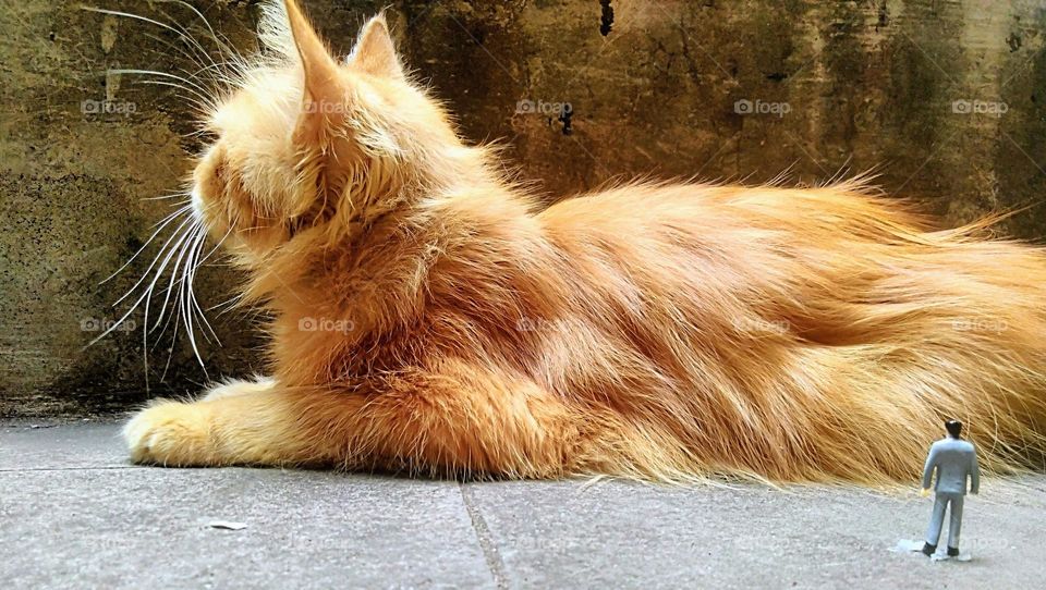 From the world of liliput, the cat of prey